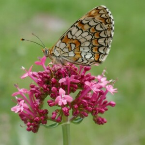 Centranthus latifolius Dufr. (Centranthe rouge)