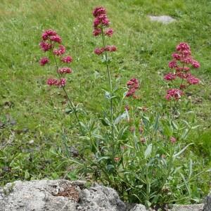 Photographie n°2526503 du taxon Centranthus ruber (L.) DC.