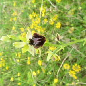 Photographie n°2526562 du taxon Ophrys sphegodes Mill. [1768]