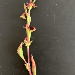 Photographie n°2526580 du taxon Rumex bucephalophorus L. [1753]