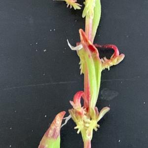 Photographie n°2526581 du taxon Rumex bucephalophorus L. [1753]