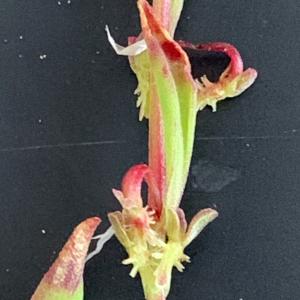 Photographie n°2526582 du taxon Rumex bucephalophorus L. [1753]