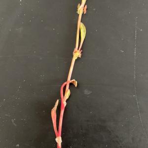 Photographie n°2526583 du taxon Rumex bucephalophorus L. [1753]