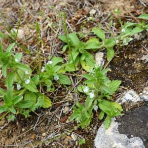 Photographie n°2526593 du taxon Sideritis romana L. [1753]