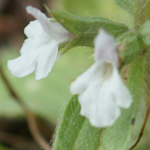 Photographie n°2526597 du taxon Sideritis romana L. [1753]