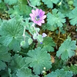 Photographie n°2526649 du taxon Geranium molle L.