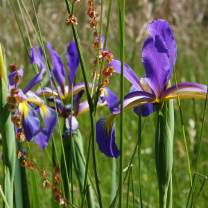Photographie n°2526651 du taxon Iris spuria L.
