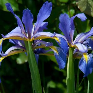 Photographie n°2526652 du taxon Iris spuria L.