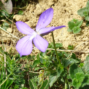 Photographie n°2526705 du taxon Viola cornuta L. [1763]
