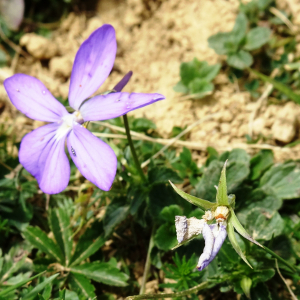 Photographie n°2526706 du taxon Viola cornuta L. [1763]