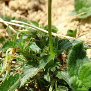 Photographie n°2526707 du taxon Viola cornuta L. [1763]