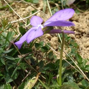 Photographie n°2526708 du taxon Viola cornuta L. [1763]