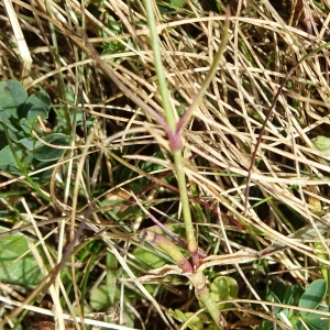 Photographie n°2526715 du taxon Dianthus hyssopifolius L.