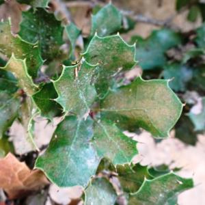 Photographie n°2526717 du taxon Quercus coccifera L.