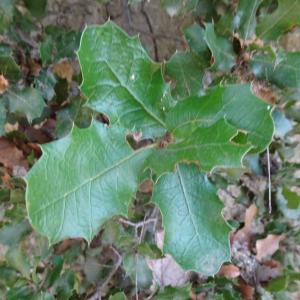 Photographie n°2526718 du taxon Quercus coccifera L.