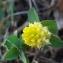  Christine Jourdan - Trifolium campestre Schreb.