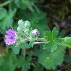 Photographie n°2526761 du taxon Geranium molle L.