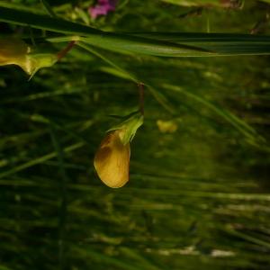 Photographie n°2526772 du taxon Lathyrus annuus L. [1753]