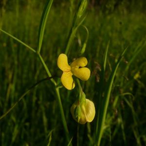 Photographie n°2526773 du taxon Lathyrus annuus L. [1753]