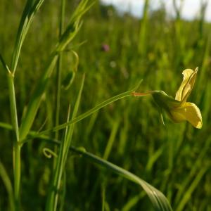 Photographie n°2526775 du taxon Lathyrus annuus L. [1753]