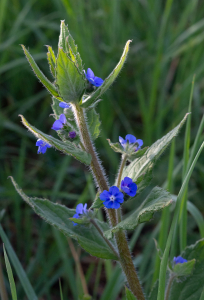Jean-Luc Lemonnier, le  1 mai 2022 (Locoal-Mendon (Ty Rhu))