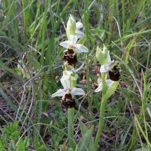 Photographie n°2526787 du taxon Ophrys fuciflora subsp. fuciflora