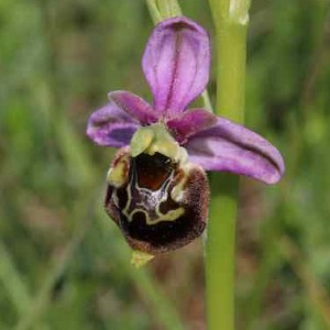 Photographie n°2526788 du taxon Ophrys fuciflora subsp. fuciflora