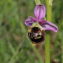  Valery Henriot - Ophrys fuciflora subsp. fuciflora