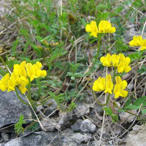 Photographie n°2526794 du taxon Hippocrepis comosa L. [1753]