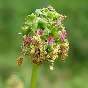 Photographie n°2526806 du taxon Poterium sanguisorba subsp. sanguisorba