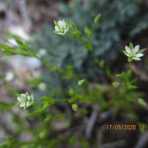 Photographie n°2526813 du taxon Arenaria serpyllifolia L. [1753]