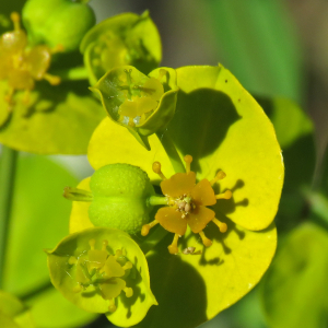  - Euphorbia biumbellata Poir.
