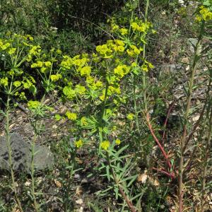  - Euphorbia biumbellata Poir.