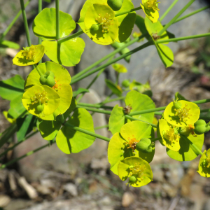 Esula biumbellata (Poir.) Haw. (Euphorbe à double ombelle)