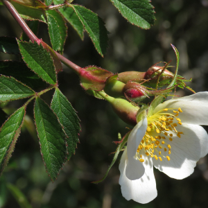 Photographie n°2526831 du taxon Rosa agrestis Savi