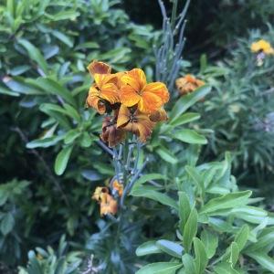 Photographie n°2526836 du taxon Erysimum cheiri (L.) Crantz