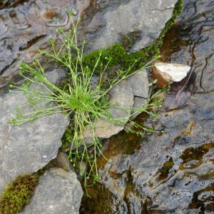 Photographie n°2526842 du taxon Sagina procumbens L.