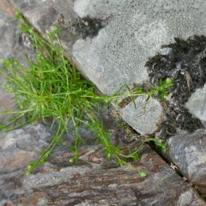 Photographie n°2526843 du taxon Sagina procumbens L.