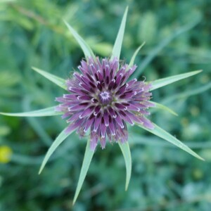  - Tragopogon porrifolius L. [1753]