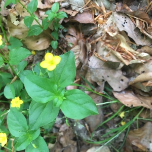 Photographie n°2526920 du taxon Lysimachia nemorum L. [1753]