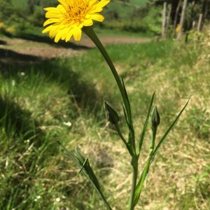 Photographie n°2526927 du taxon Tragopogon pratensis L. [1753]