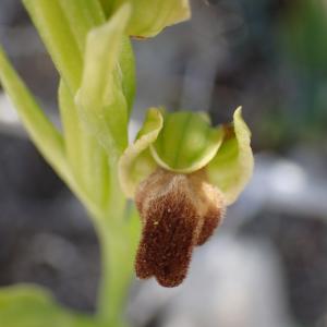 Photographie n°2526933 du taxon Ophrys delforgei Devillers-Tersch. & Devillers [2006]