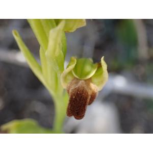 Ophrys delforgei Devillers-Tersch. & Devillers (Ophrys de Forestier)