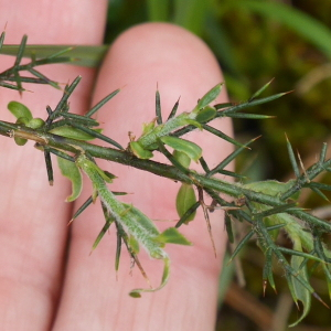 Photographie n°2526937 du taxon Genista hispanica L.