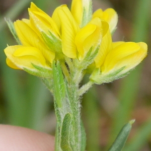 Genista hispanica L. (Genêt d'Espagne)