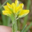  marcienne - Genista hispanica L.