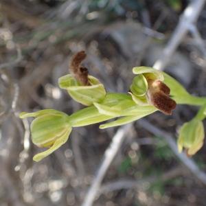 Photographie n°2526939 du taxon Ophrys delforgei Devillers-Tersch. & Devillers [2006]