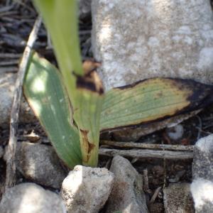  - Ophrys delforgei Devillers-Tersch. & Devillers [2006]
