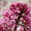  Sylvain Piry - Centranthus ruber subsp. ruber 