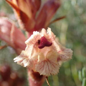 Photographie n°2526975 du taxon Orobanche alba Stephan ex Willd.